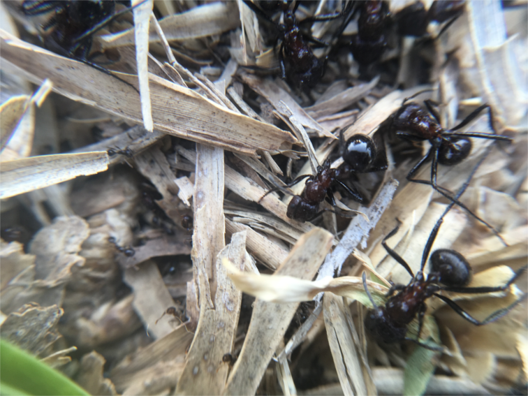 Frontline between two ant armies