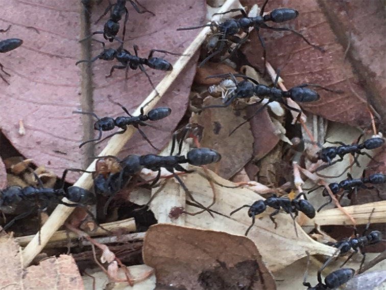 Matabele ants