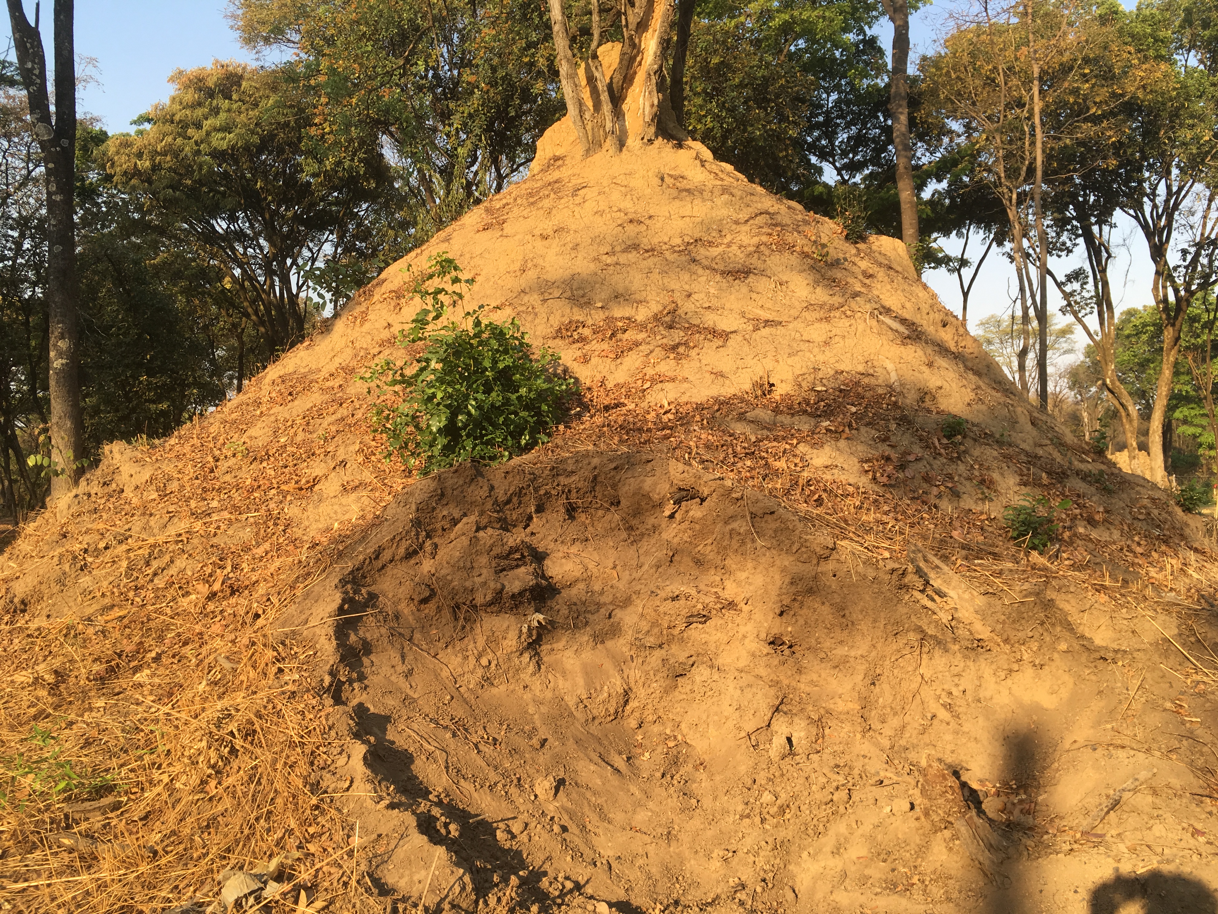 Macrotermes mound