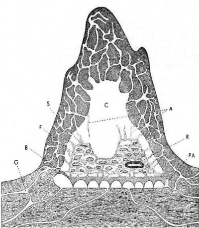 Mound schematic